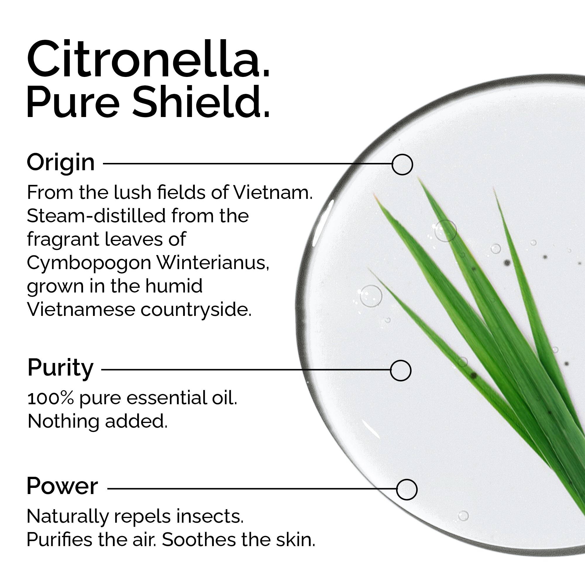 Organic Citronella Essential Oil – 100% Pure & Natural, Undiluted | Cymbopogon winterianus