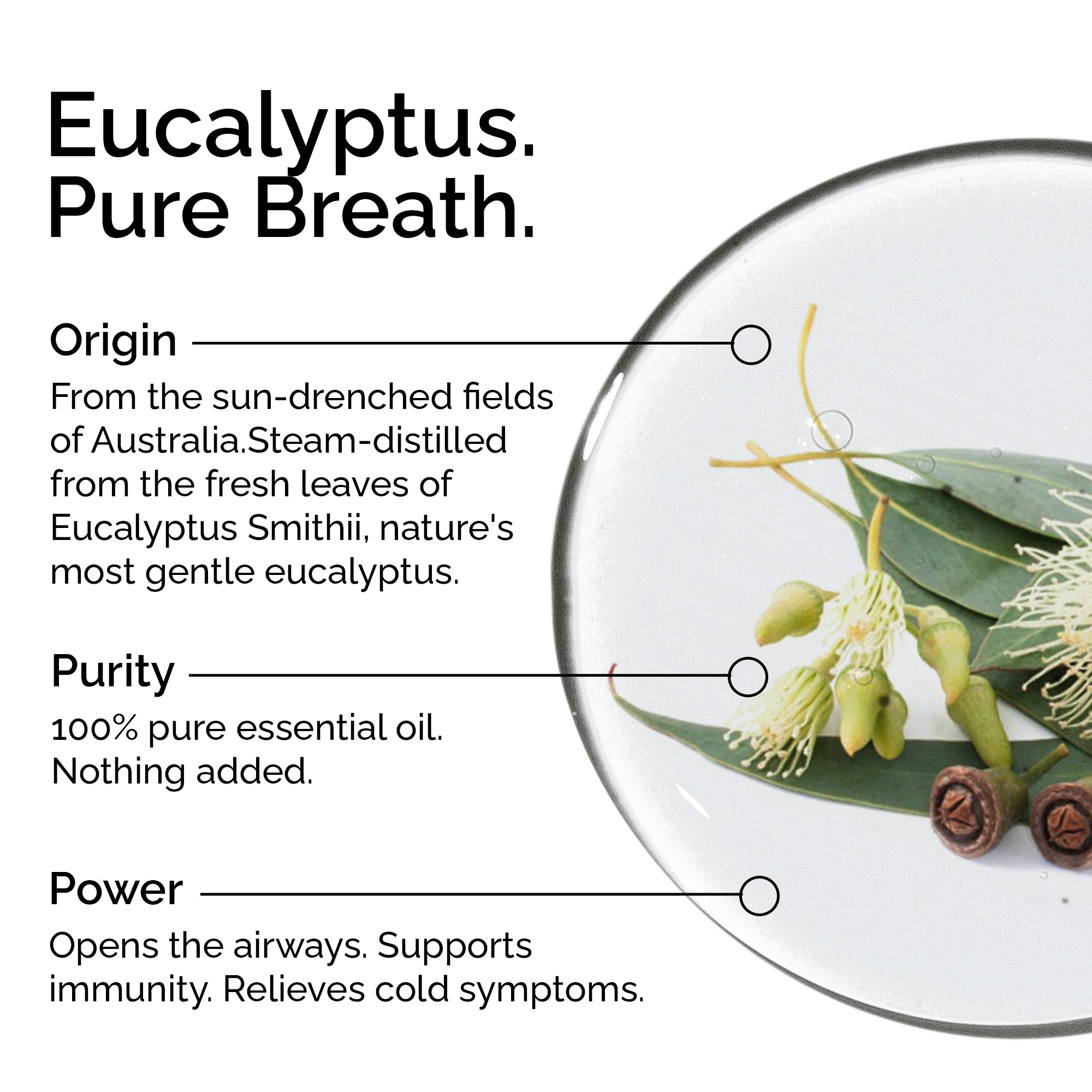 Organic Eucalyptus Smithii Essential Oil – 100% Pure, Undiluted & Natural
