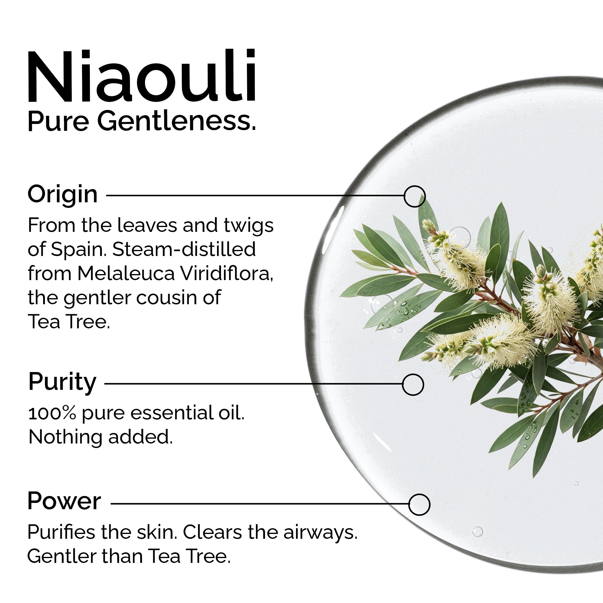 Organic Niaouli Essential Oil – 100% Pure & Natural