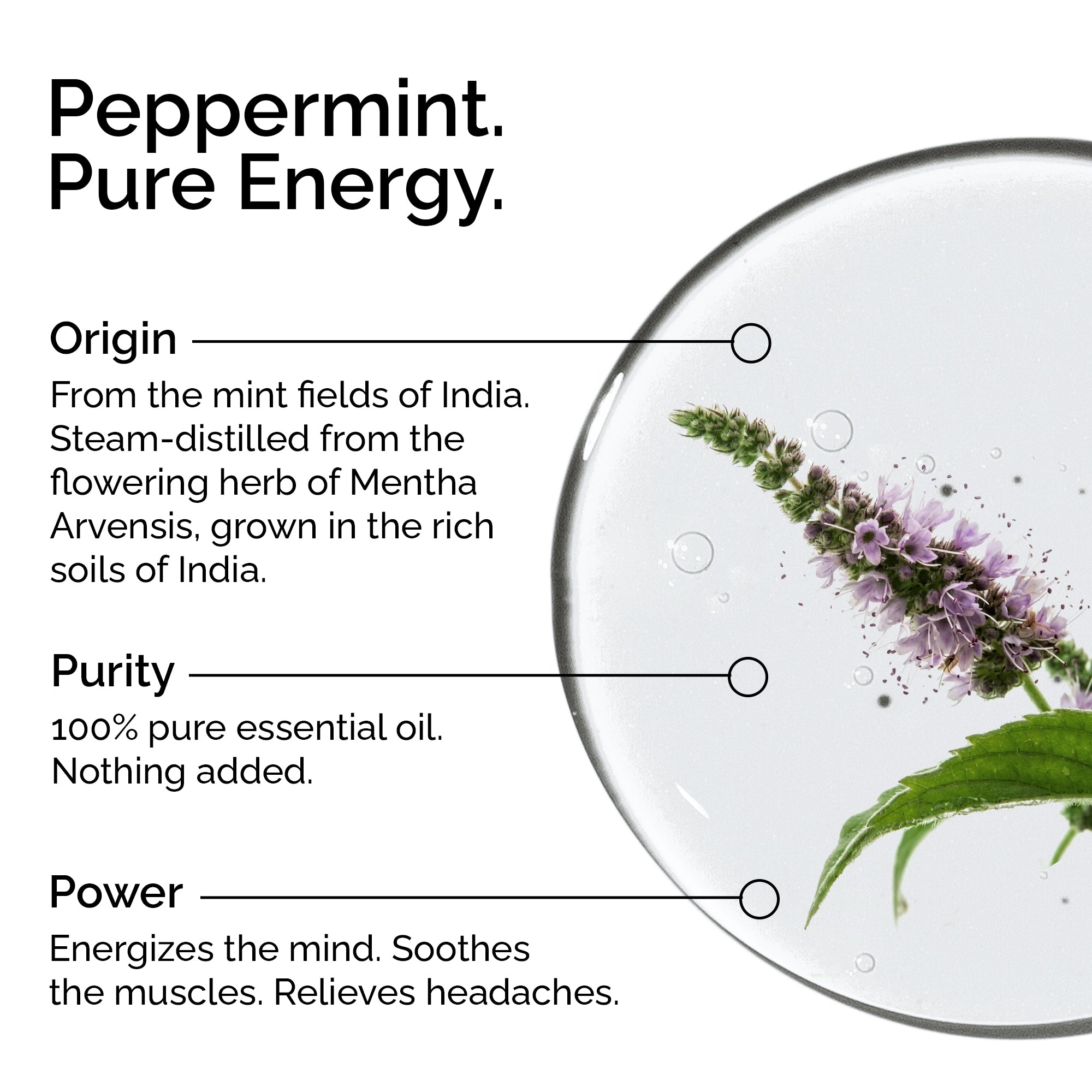 Organic Peppermint Arvensis Essential Oil – 100% Pure & Natural, Undiluted