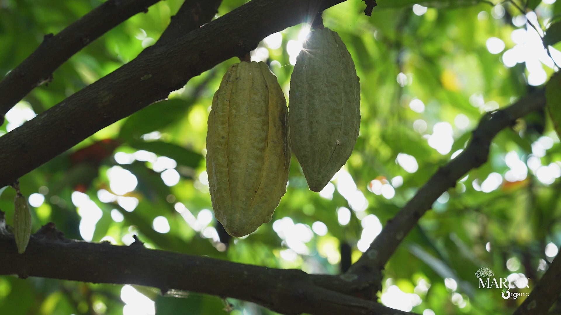 Beurre de Cacao Vierge – 100% Pur beurre