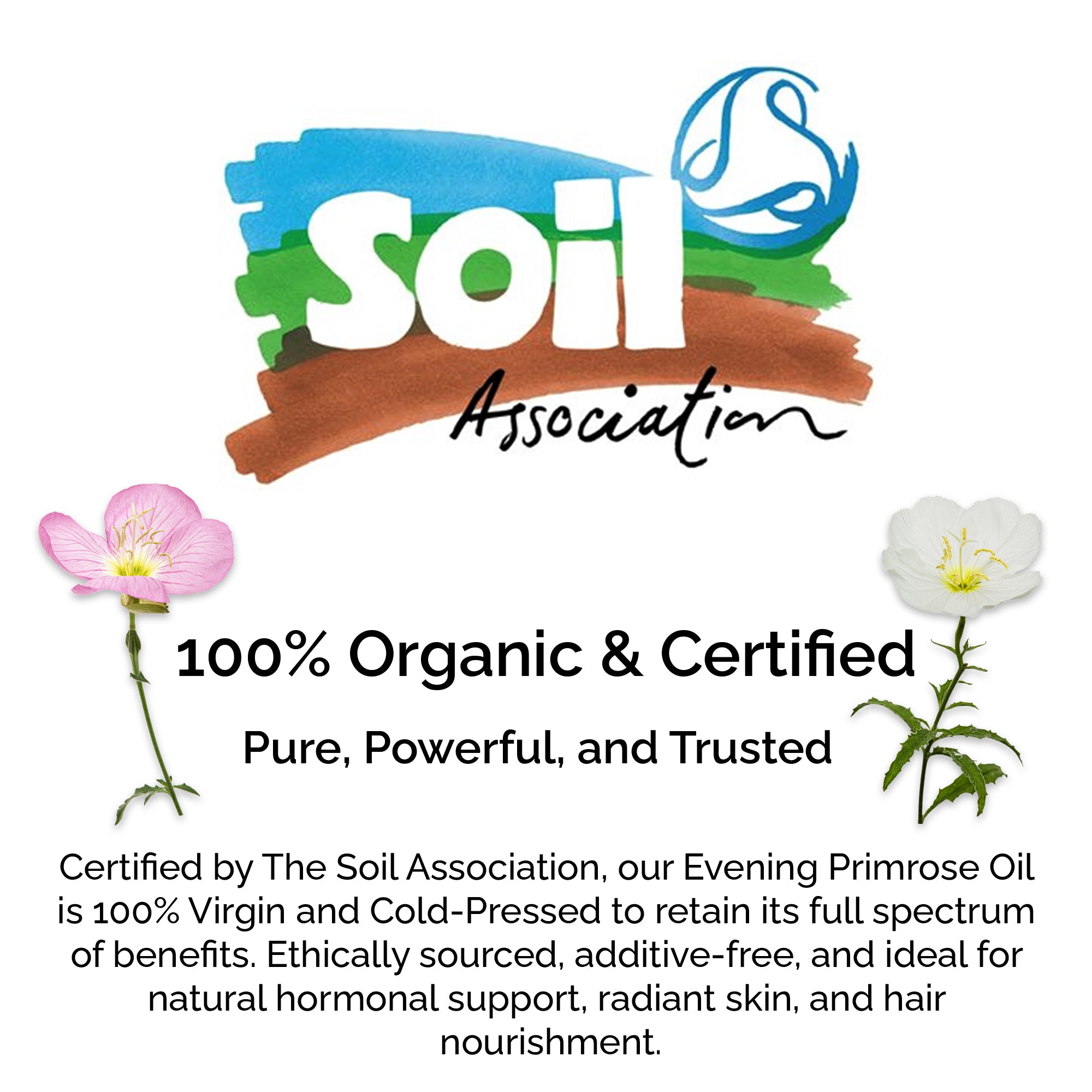 Organic Evening Primrose Oil – 100% Pure &amp; Cold-Pressed for Face, Body &amp; Hair