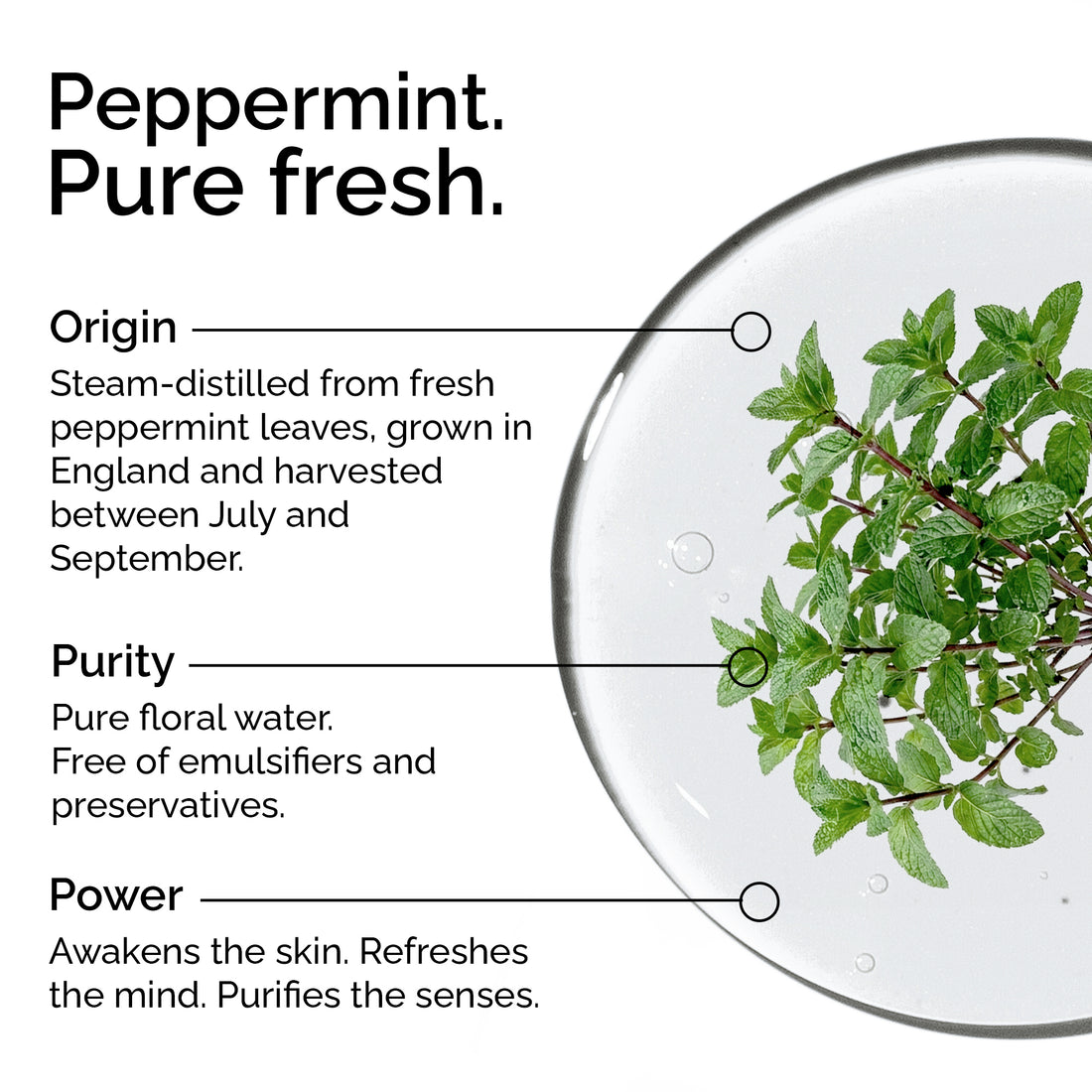 Peppermint Hydrosol – Pure Natural Floral Water for Skin &amp; Hair