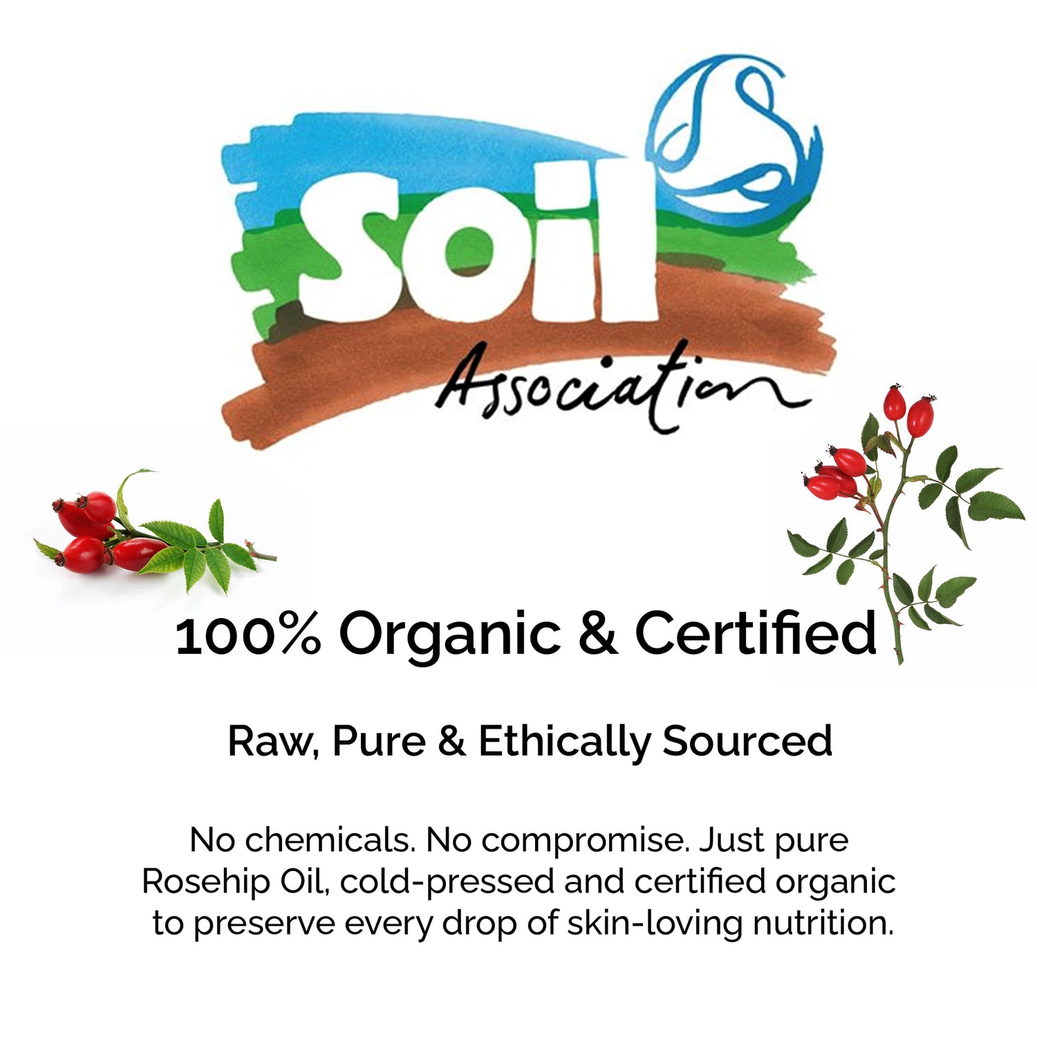 Huile de rose musquée bio – 100 % vierge, pressée à froid et certifiée par la Soil Association | Miracle éclaircissant et anti-âge