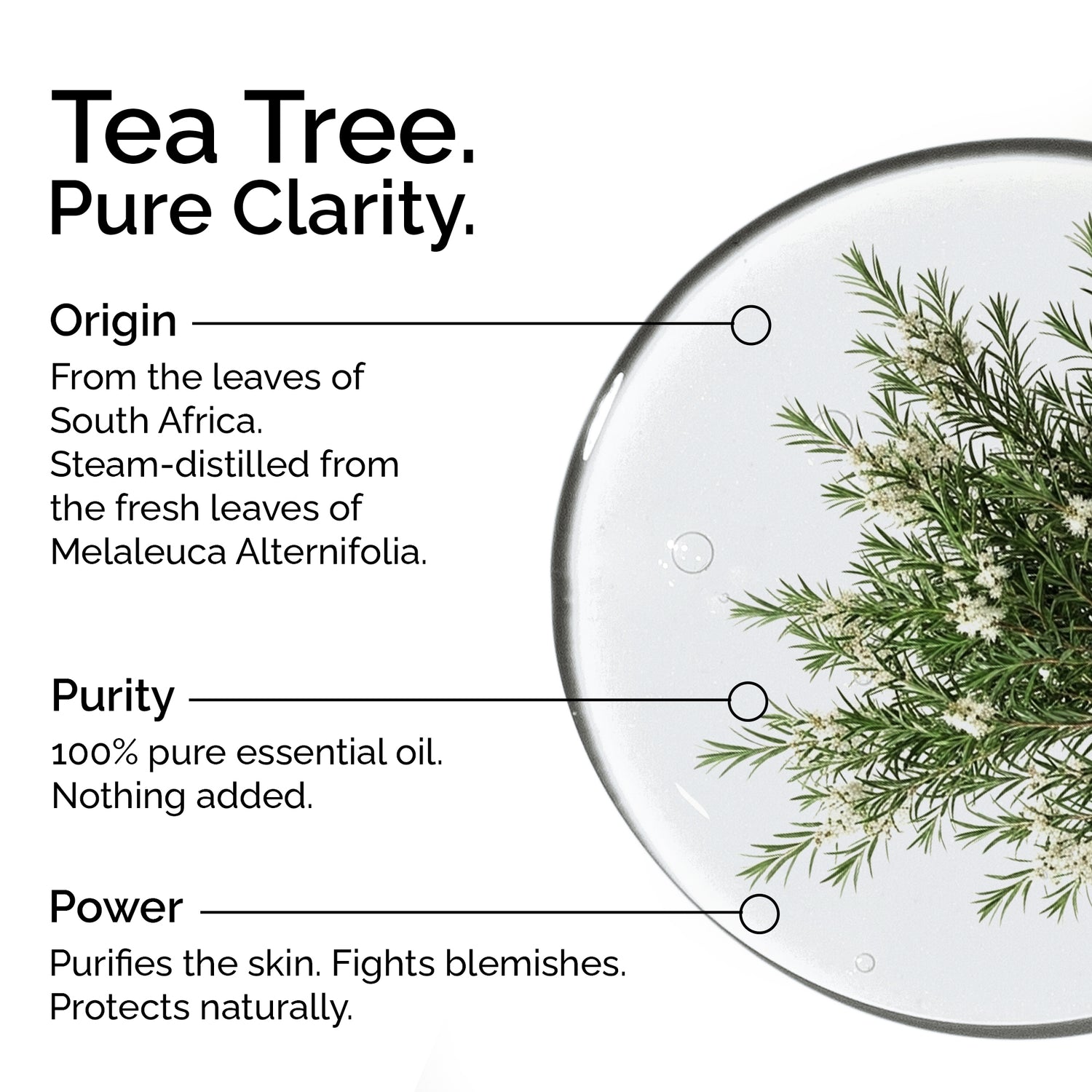 Organic Tea Tree Essential Oil – 100% Pure, Undiluted, Natural